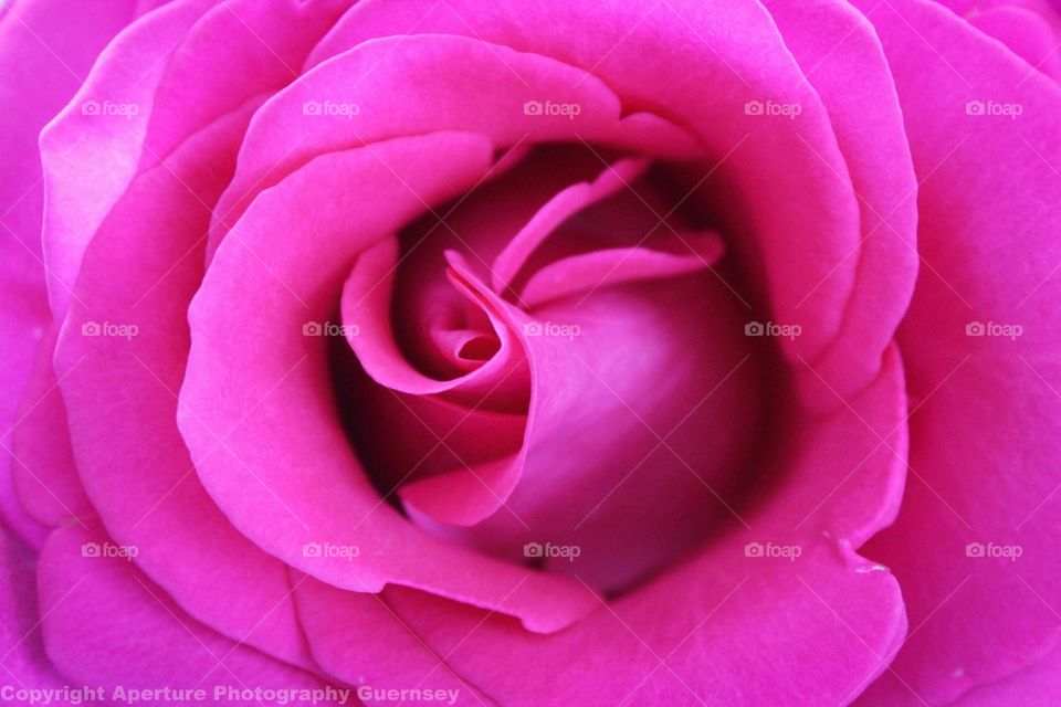 rose