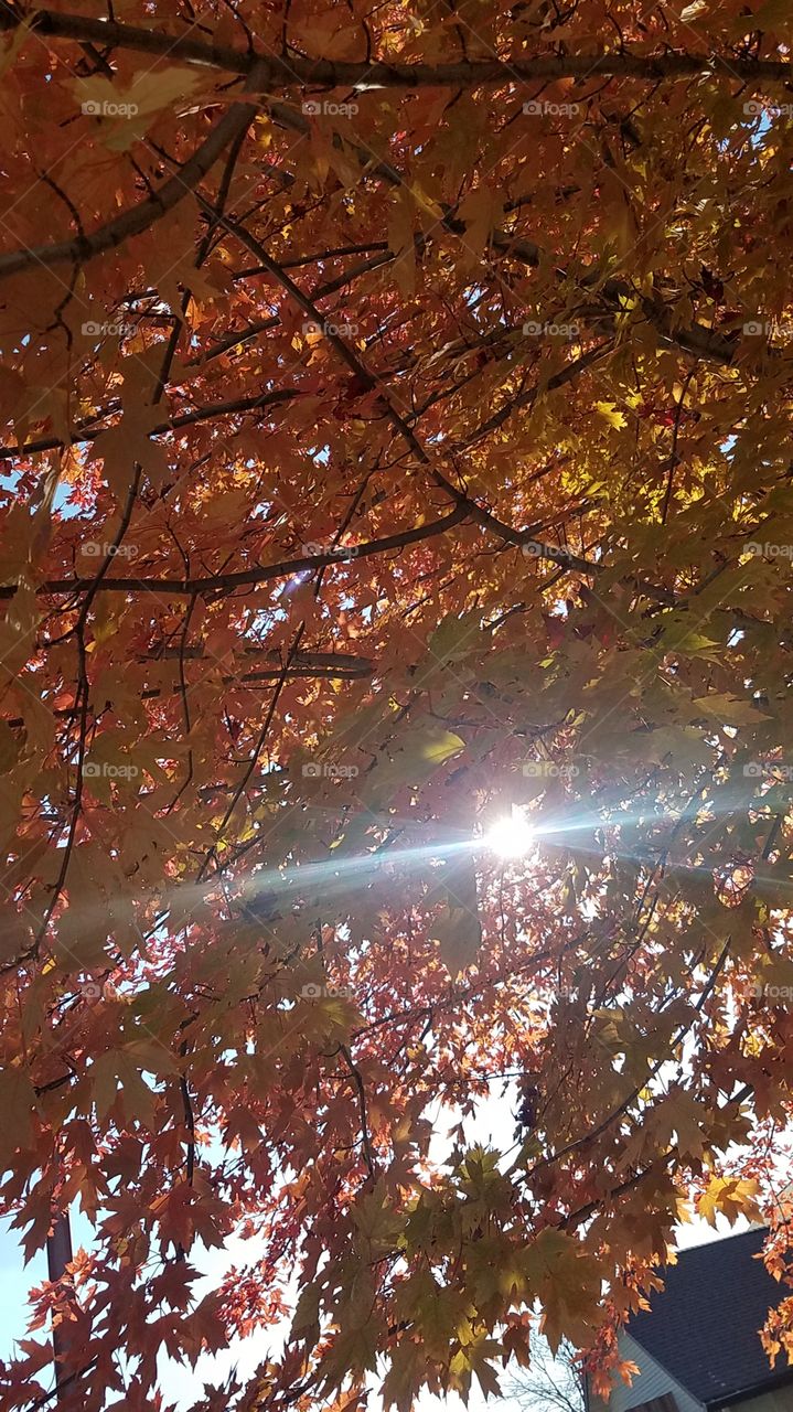 Fall afternoon colors