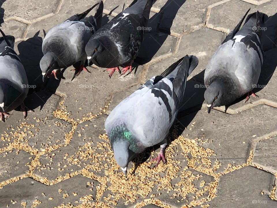 Beautiful pigeons 