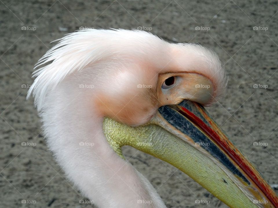 Pink Pelican I