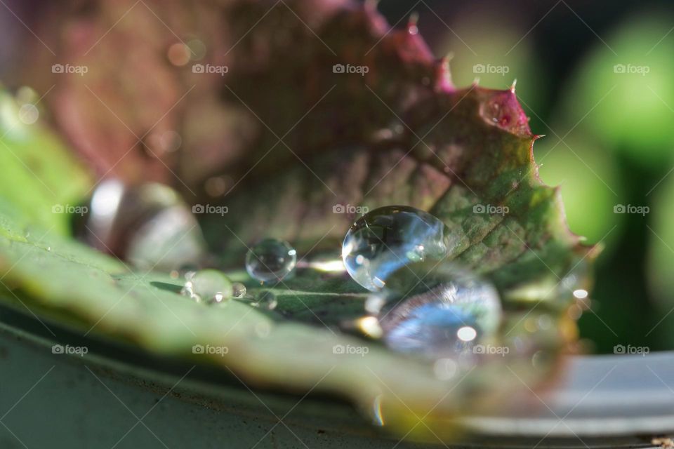 Raindrops on leaf