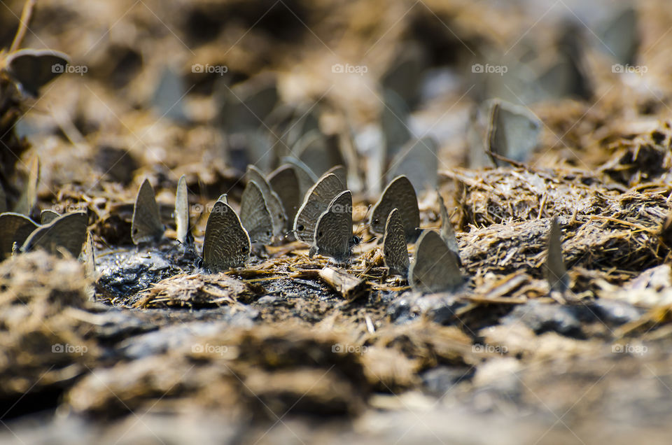 butterfly group