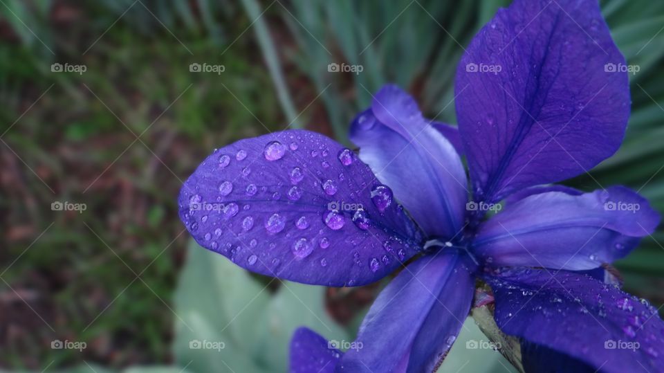 Raindrops on purple iris