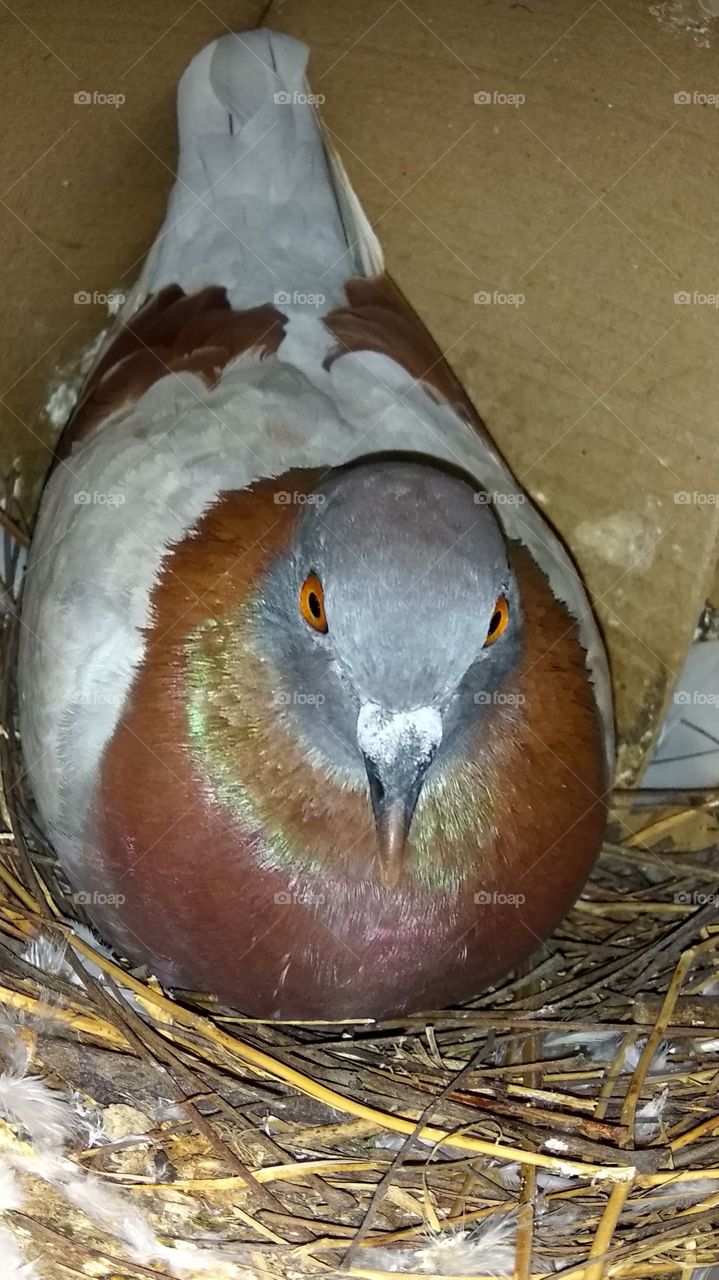 chocolate color female pigeon