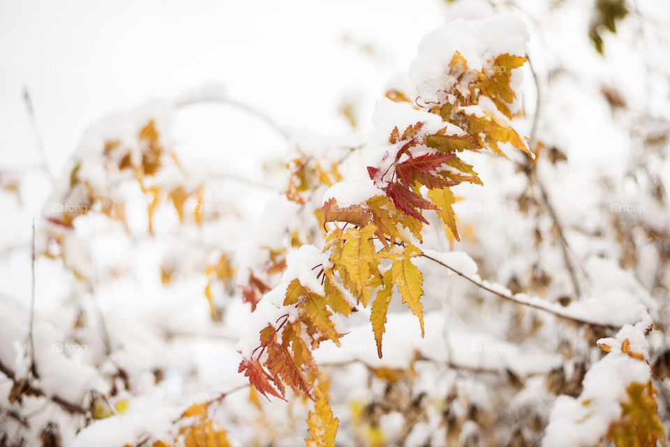 Yellow autumn leaves in snow