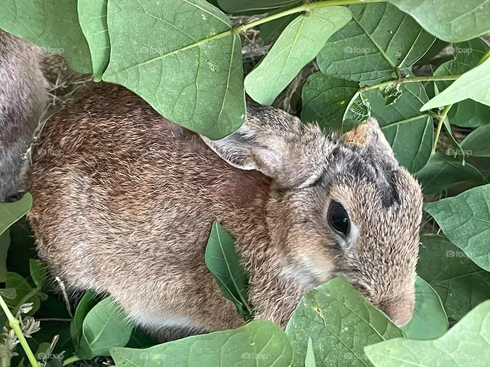 Cute rabbit