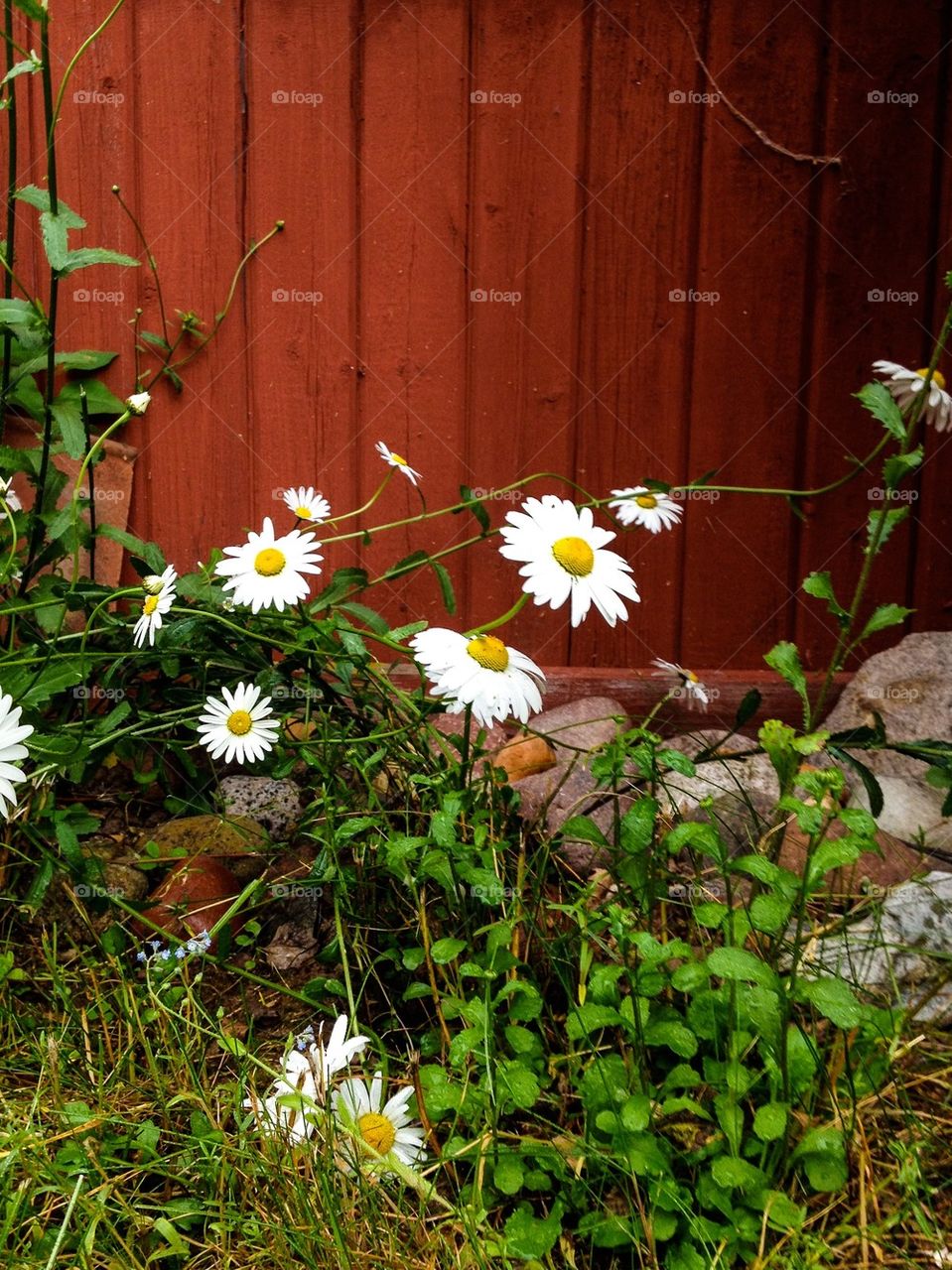 Daisys in Dalecarlia 