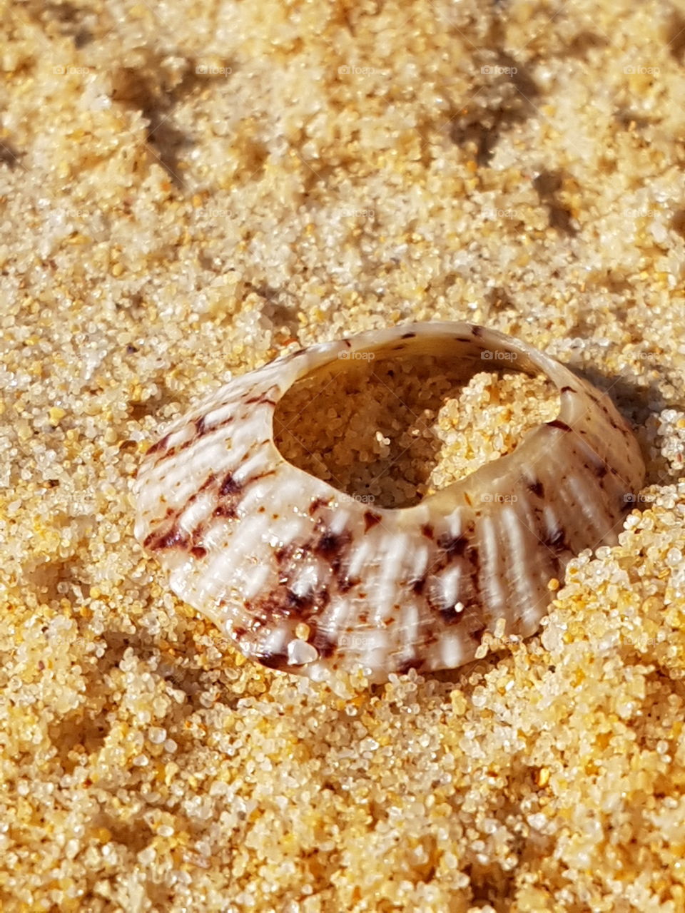 Shell