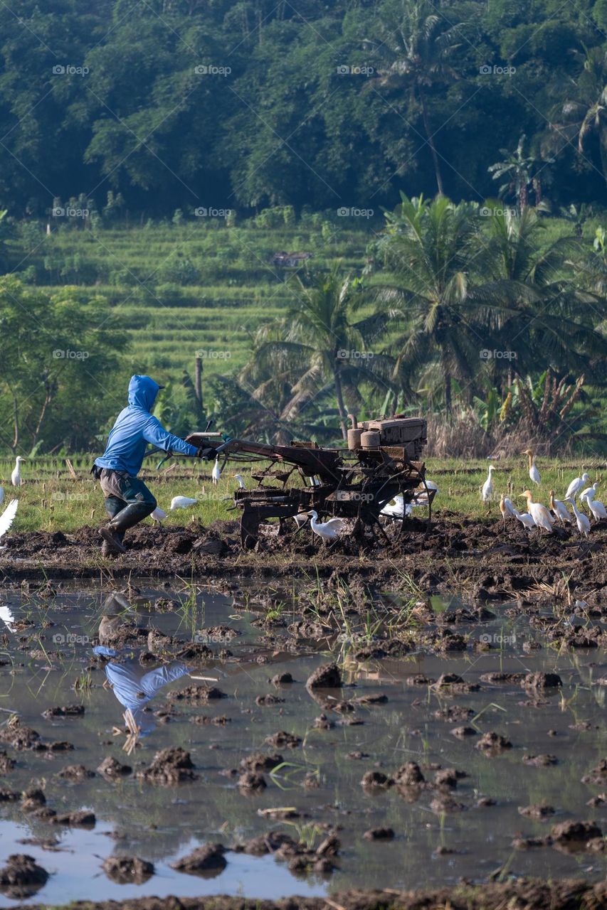 the farmer in the blue shirt is plowing the field and the egrets look around
