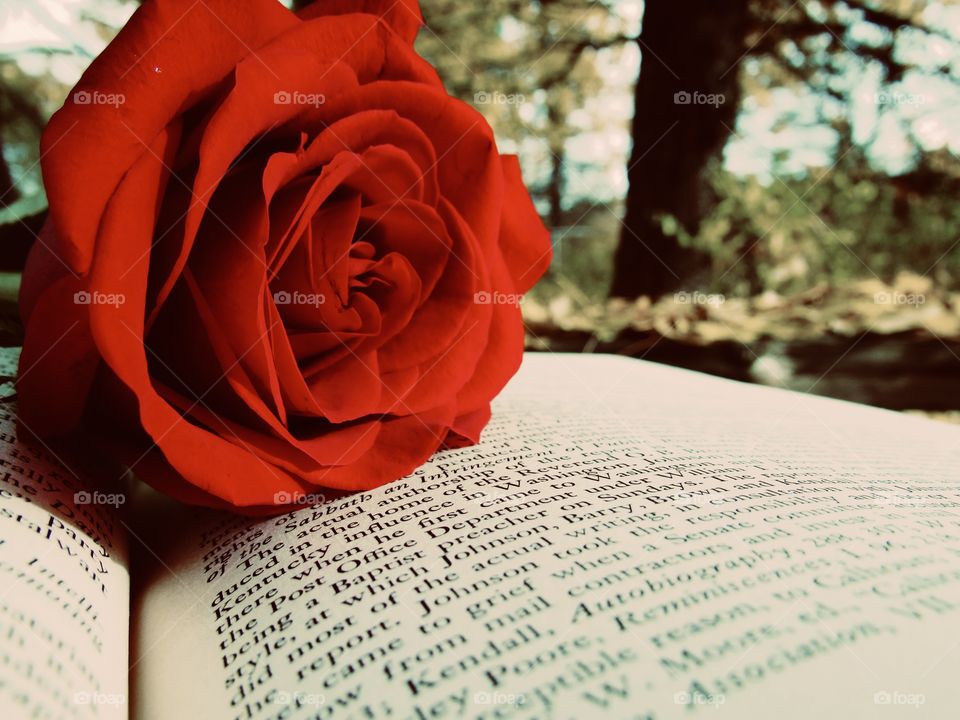 Red rose on book
