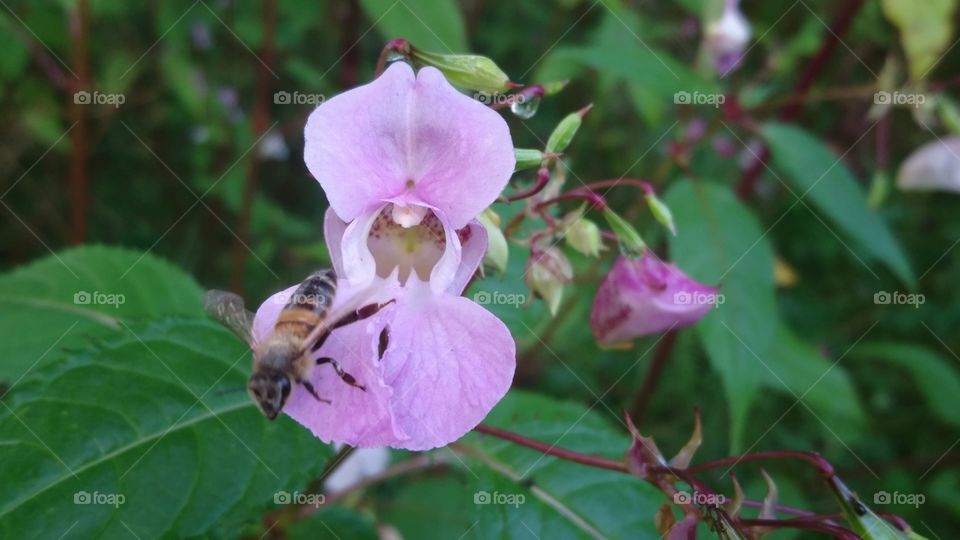 honeybee and the orchid
