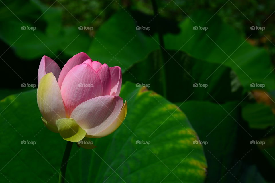 Blooming lotus