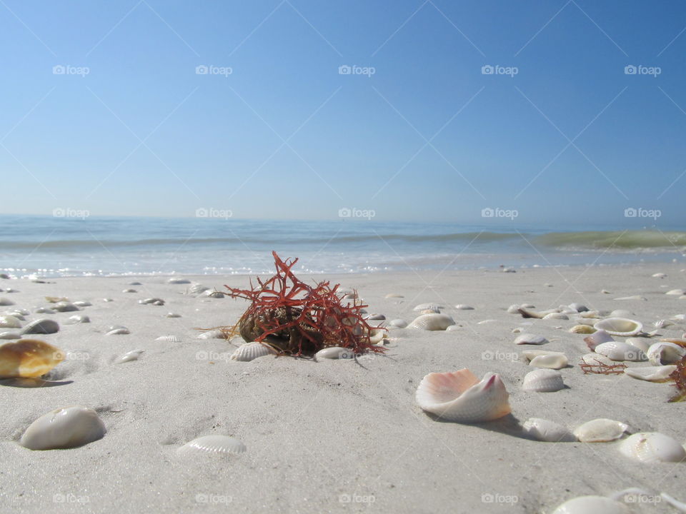 Sea shells at beach