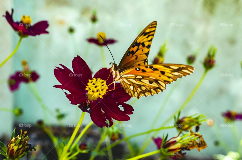 Butterfly On Red Spanish Needle Flower