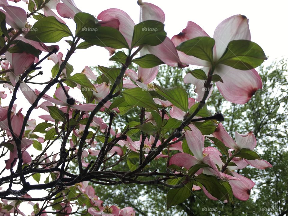 Rainy day dogwoods