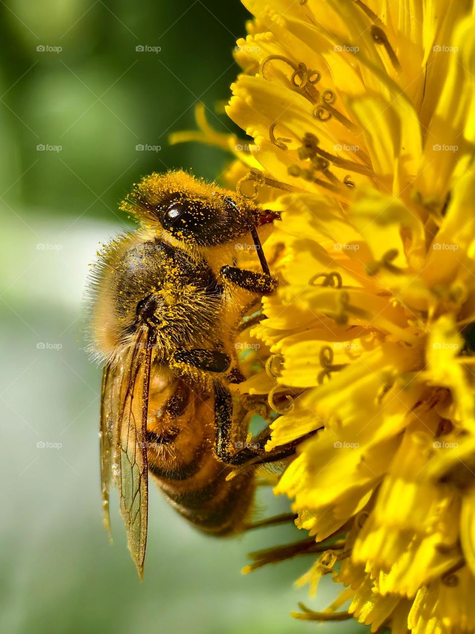 A macro shot of a pollen-covered honeybee feeding on a vibrant yellow flower. This detailed close-up highlights the beauty of pollination and the crucial role bees play in nature.
