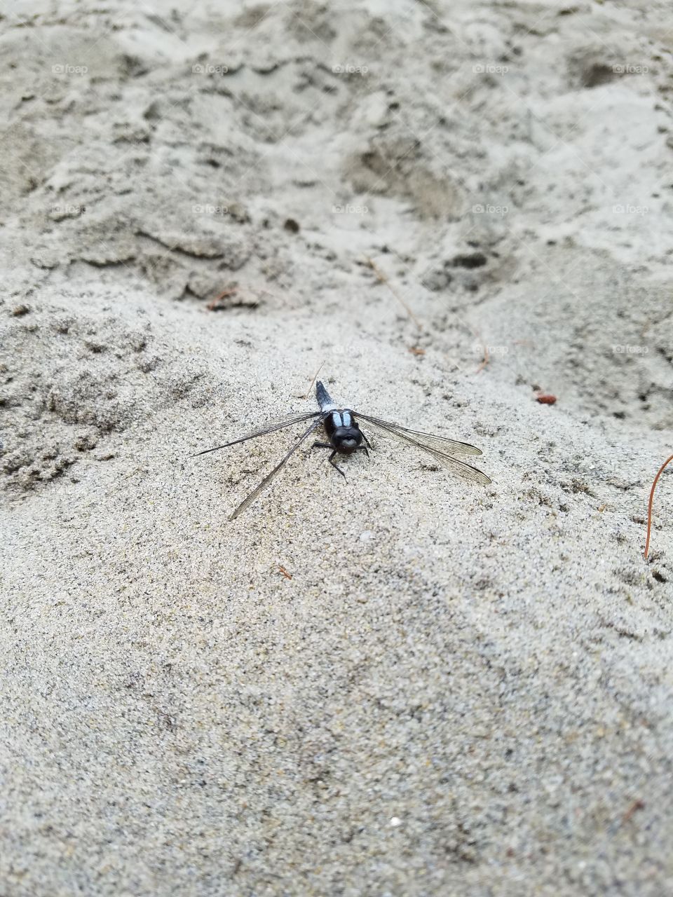 dragonfly on the beach