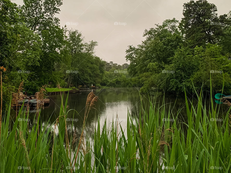 Greenery amongst the lake