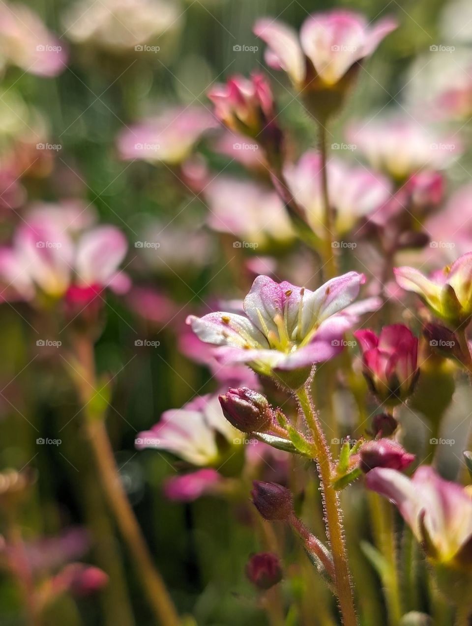 Saxifraga arendsii, ornamental mountain flowering plant