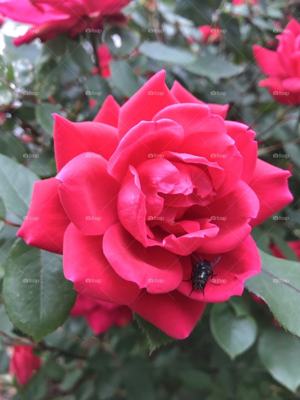 Rose and fly