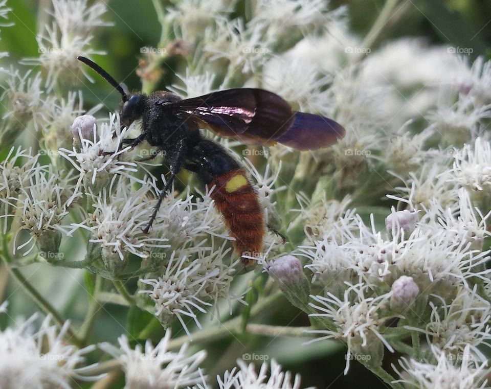 blue Winged wasp