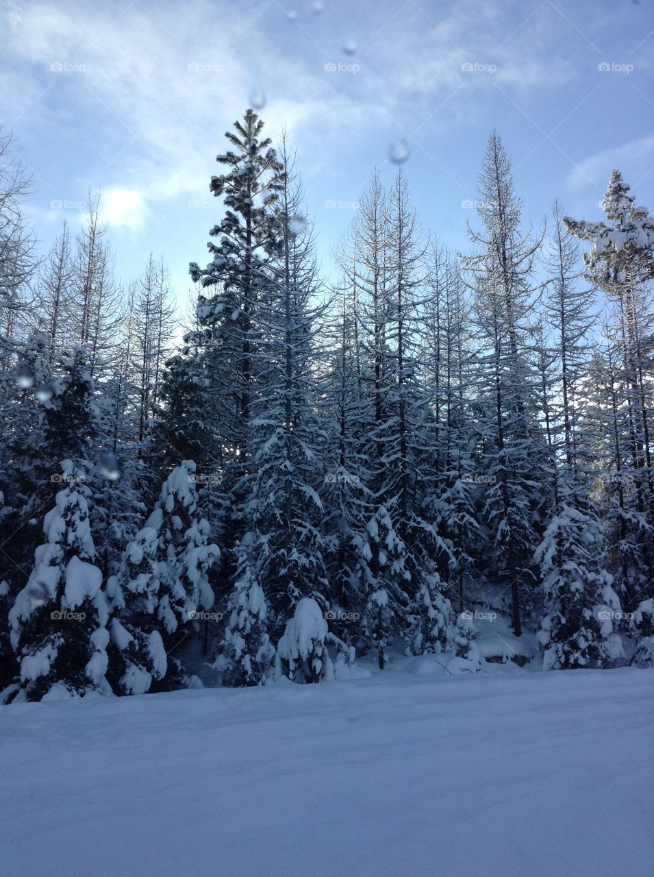 Tall snowy conifers 