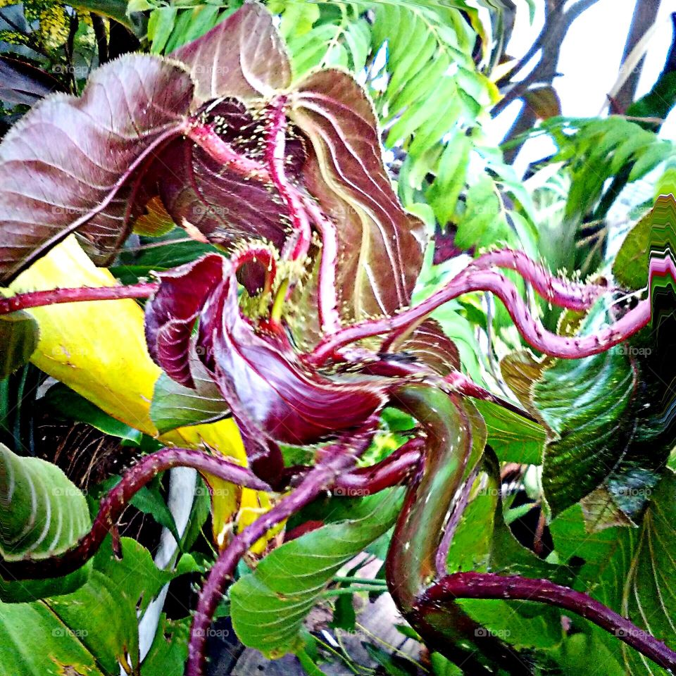 Abstract Twisted Plants