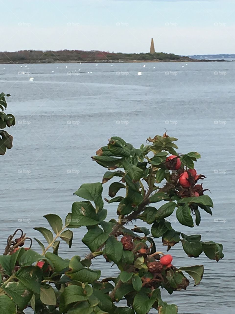 Natural Stress Reliever