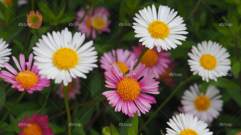 a field full of flowers