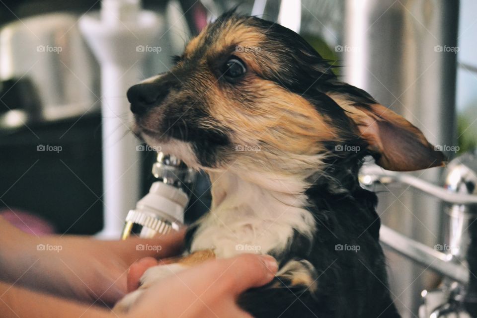 Portrait, Dog, Mammal, People, Canine