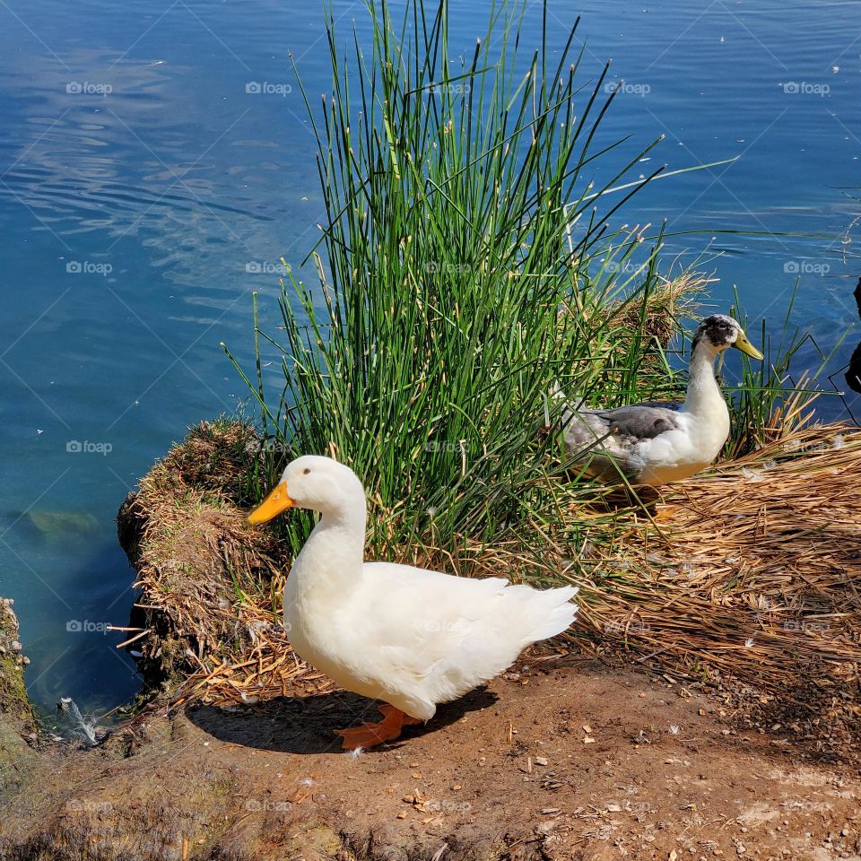 Two Ducks on the Lakeshore