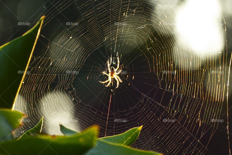 A spider in the middle of her web at Sunset 