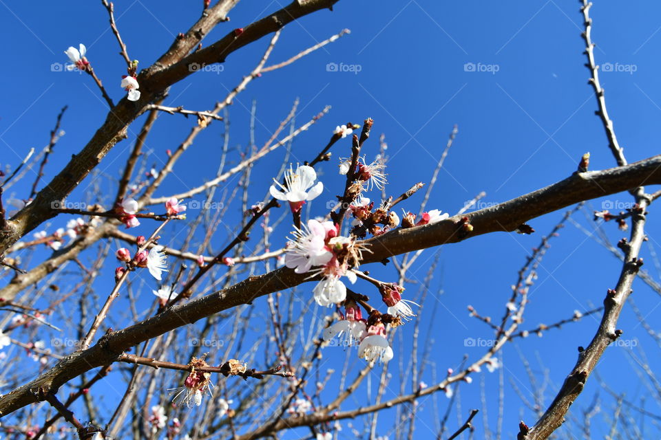 Flowered branches of cherry tree in spring with blue sky
