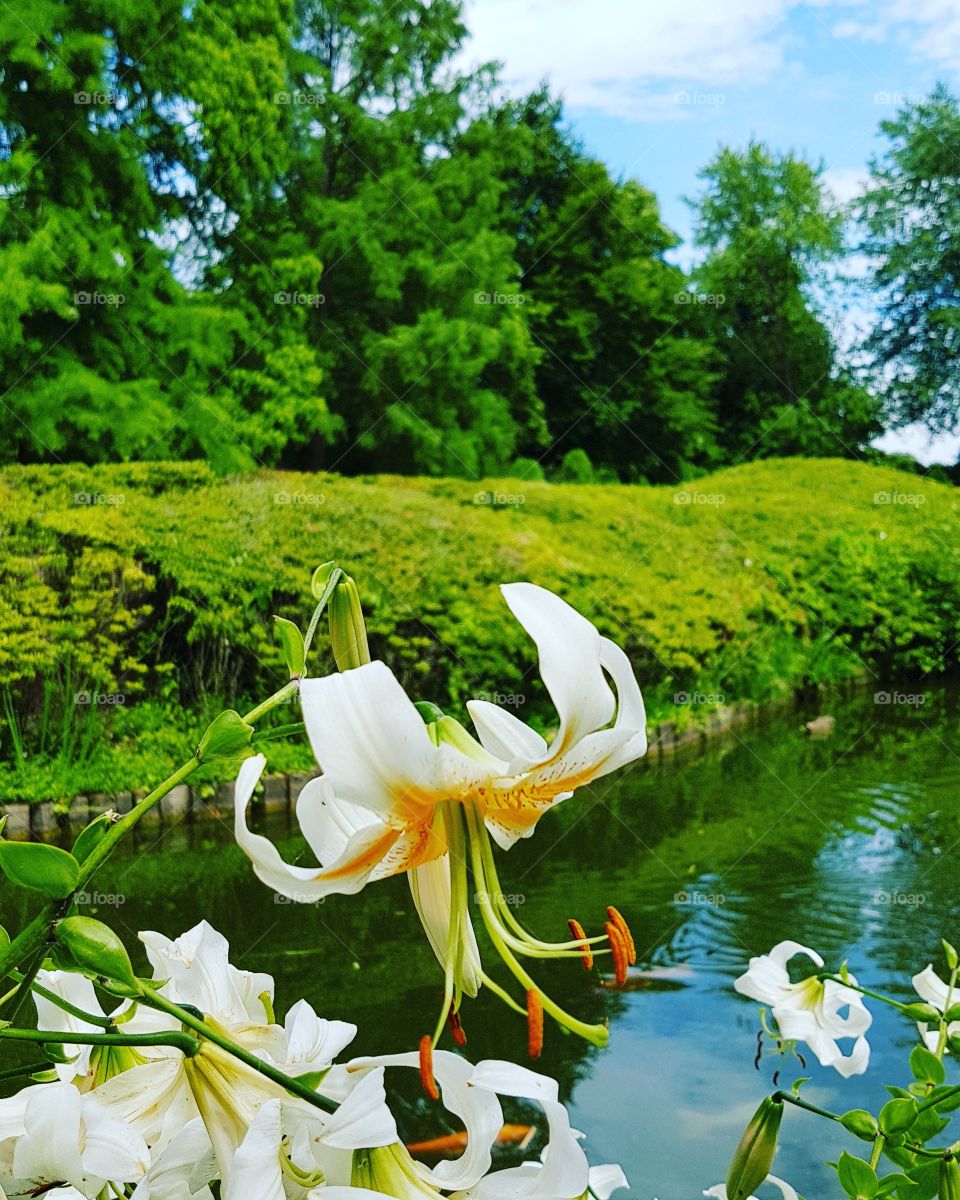 Blume Botanischer Garten