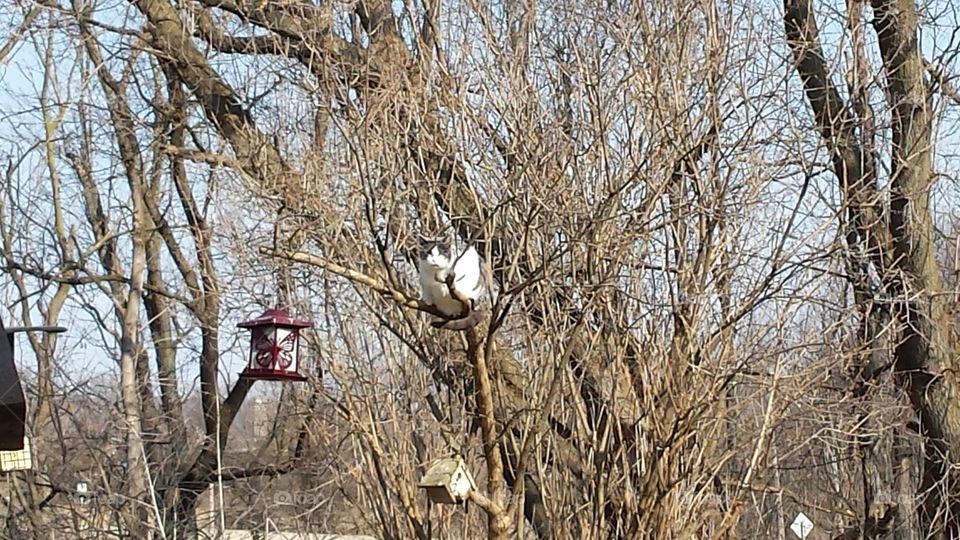 Cat in the tree