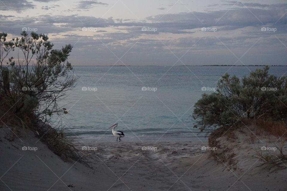 Pelican on the beach