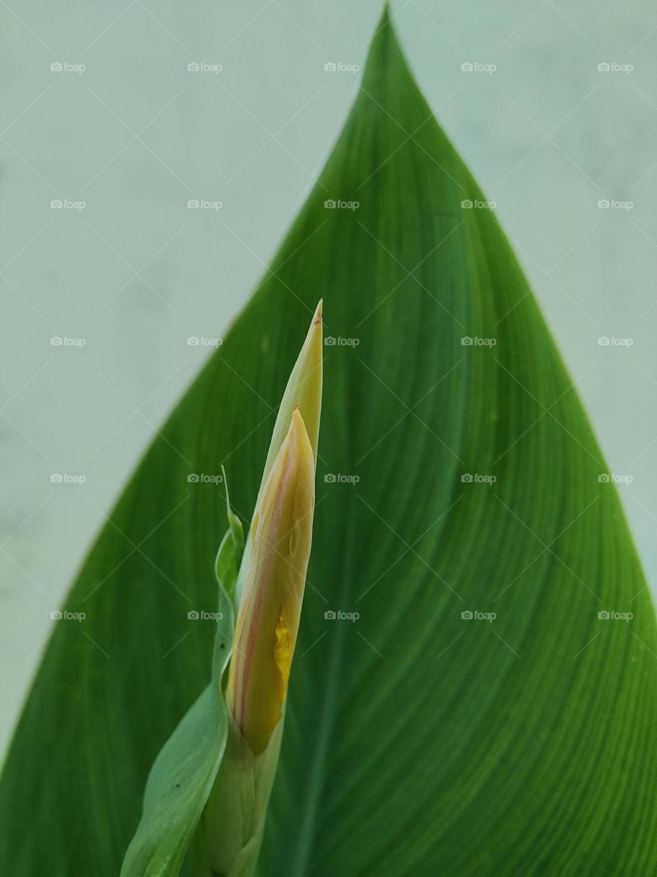 The beautiful Canna lily buds
