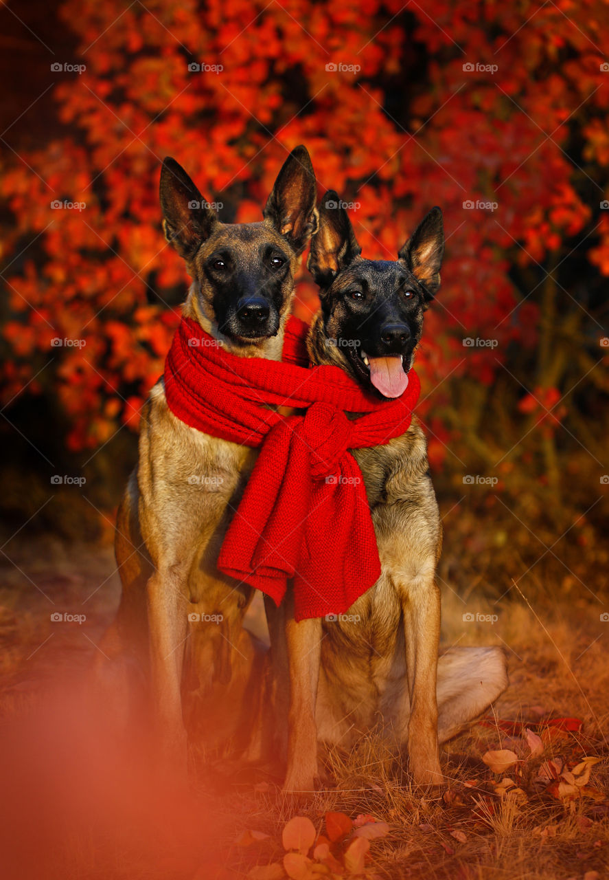 Autumn dogs