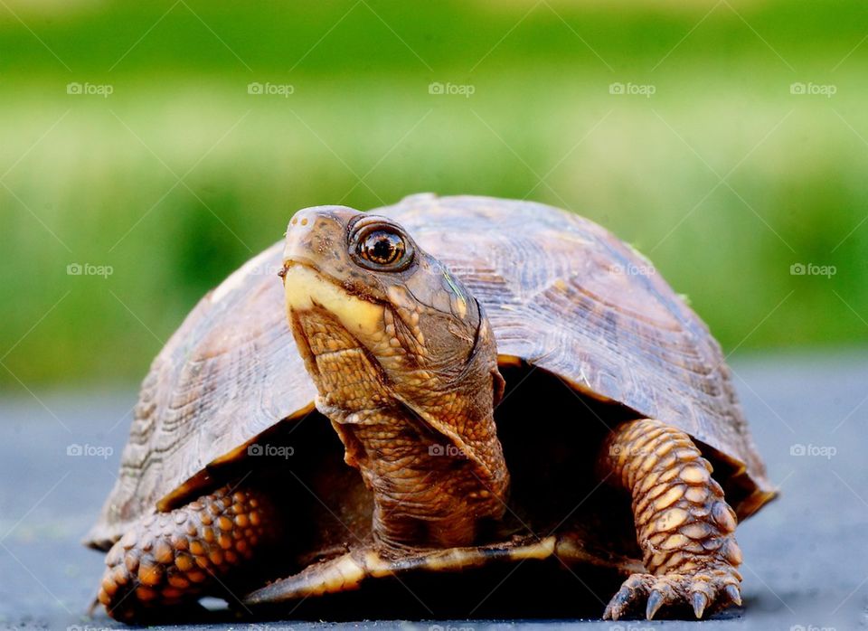Turtle