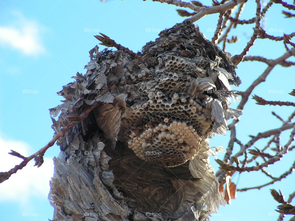 Fall storms destroyed been hive
