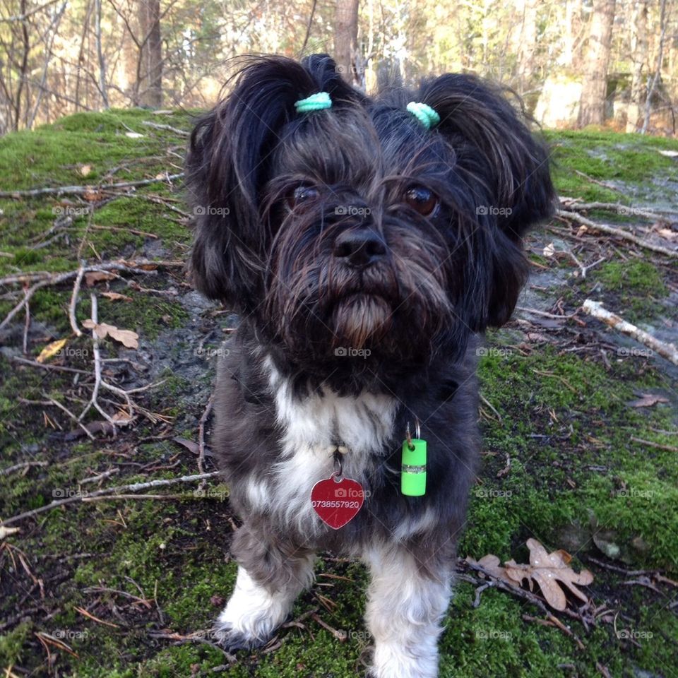 My dog Pelusa. Lhasa Apso