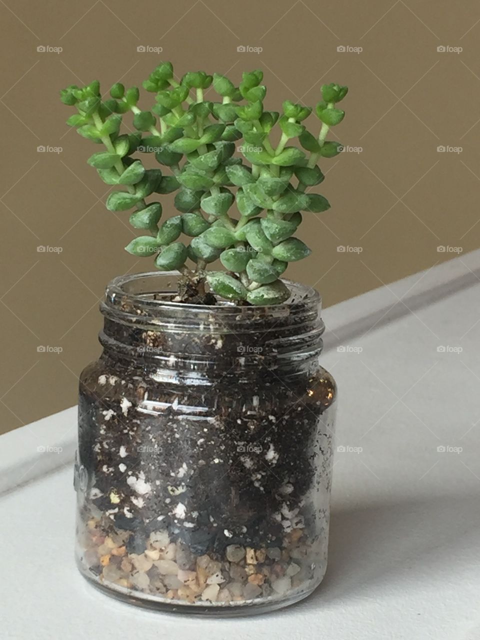 Tiny House Plant