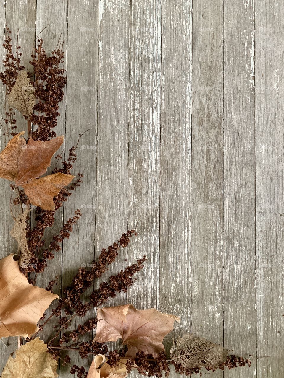 Dried plant and withered leaves in autumn colors on wood with copy space, portrait