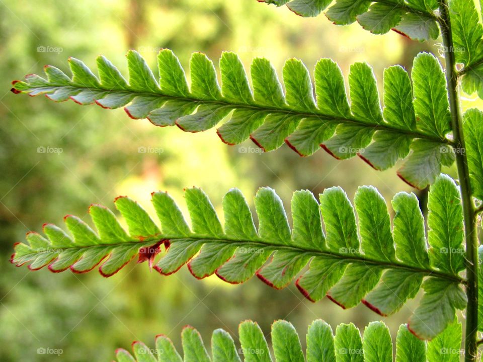 fern detail