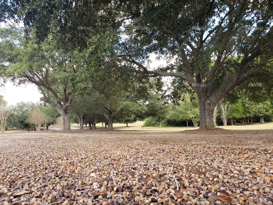 bosque encantado y semillas en el otoño