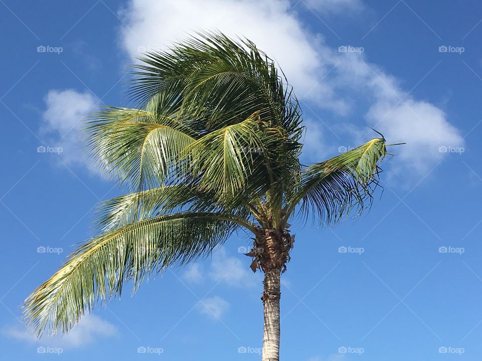 Palms