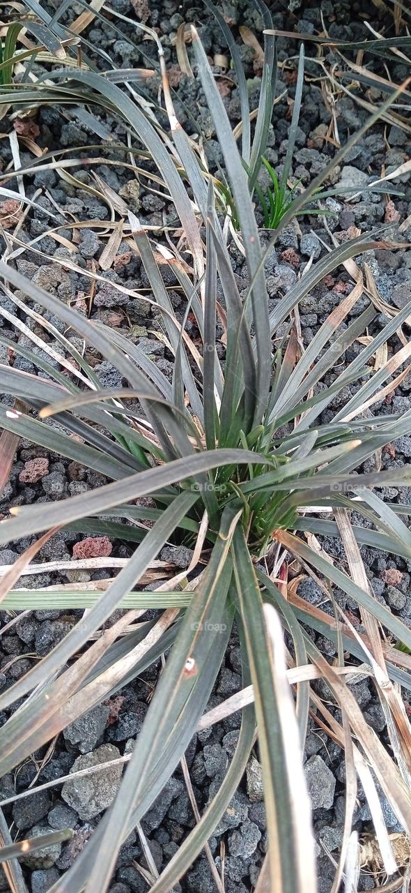 ornamental tree, ornamental grass tree, floor base tree