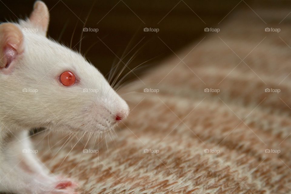 White Rat. Red Eyes