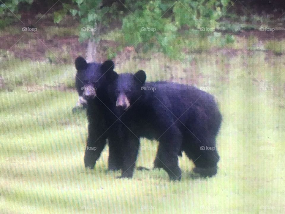 Two of a kind
Saw these 2 cubs with their mom in my back yard. Glad I had my camera ready. I wonder if I'm the first person they've seen. They took a moment to look at me while leaning on one another. 