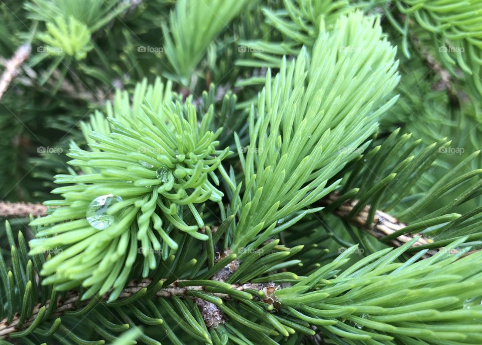 New life in a pine tree